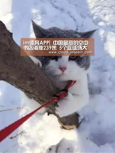 im体育APP|
中国最高的空中书店海拔239米 5个篮球场大 排队3小时都进不去(图3) im体育网址