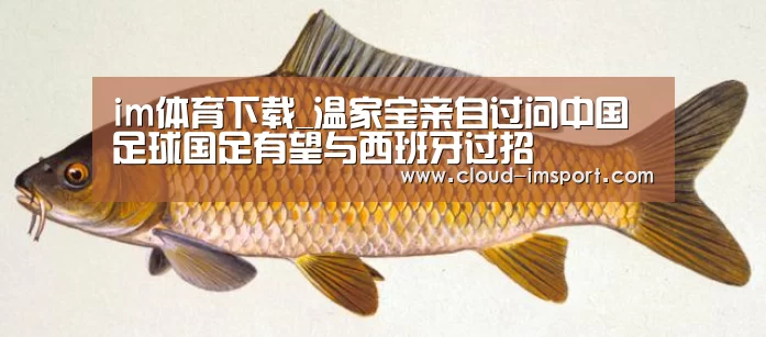 im体育下载